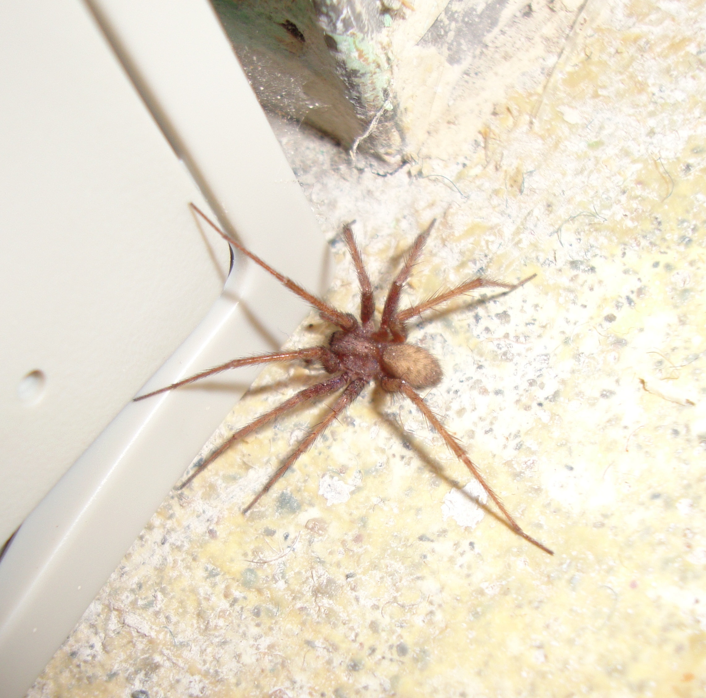 Common Poisonous House Spiders